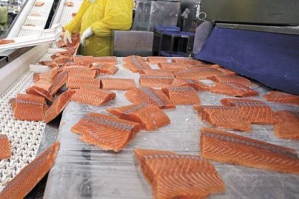 <p>Ventisqueros abandona SalmonChile y se suma al Consejo del Salmón, que ahora suma seis grandes empresas del sector</p>