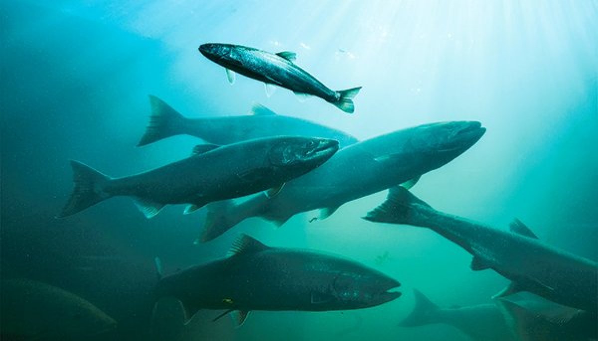 <p>Autoridades y gremio salmonero exigen transparentar financiamiento extranjero a las ONG que se oponen a la industria en Chile</p>