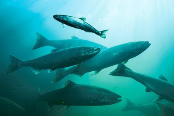 <p>Autoridades y gremio salmonero exigen transparentar financiamiento extranjero a las ONG que se oponen a la industria en Chile</p>