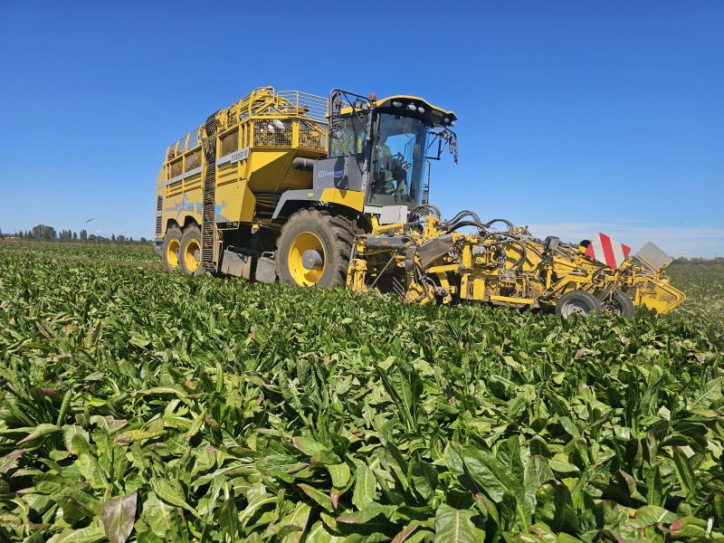 Agricultor de Los Ángeles rompe récord en mercado internacional de achicoria superando por primera vez la marca de 100 toneladas por hectárea