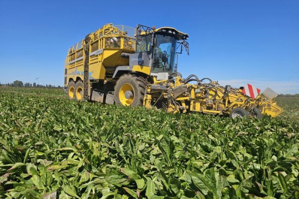 <p>Agricultor de Los Ángeles rompe récord en mercado internacional de achicoria superando por primera vez la marca de 100 toneladas por hectárea</p>