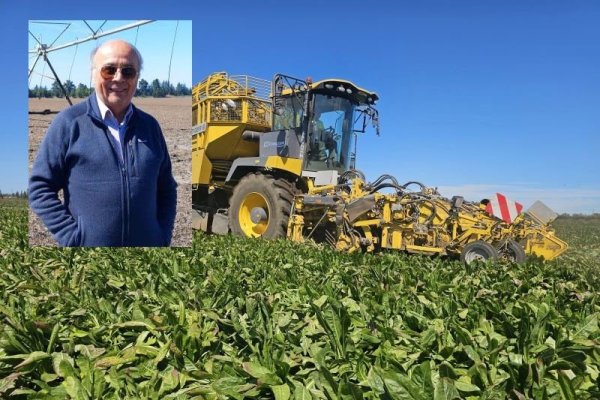 <p>Productor de Los Ángeles rompe récord internacional en mercado de achicoria: “Ningún agricultor, ni en Bélgica ni en Chile, había sobrepasado las 100 toneladas”</p>