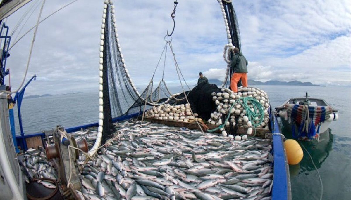 Otro proyecto de Boric que pasa a mejor vida: Gobierno de Kast retira de tramitación la nueva Ley de Pesca