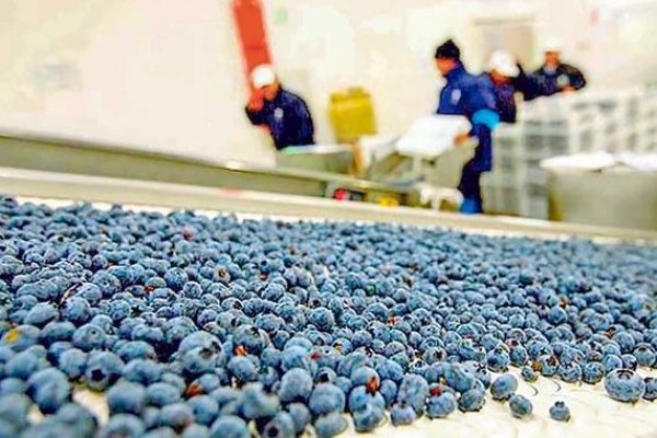 <p>Hortifrut pierde US$ 77 millones en 2025 por ajuste de operaciones en México y recambios varietales en Perú y China</p>