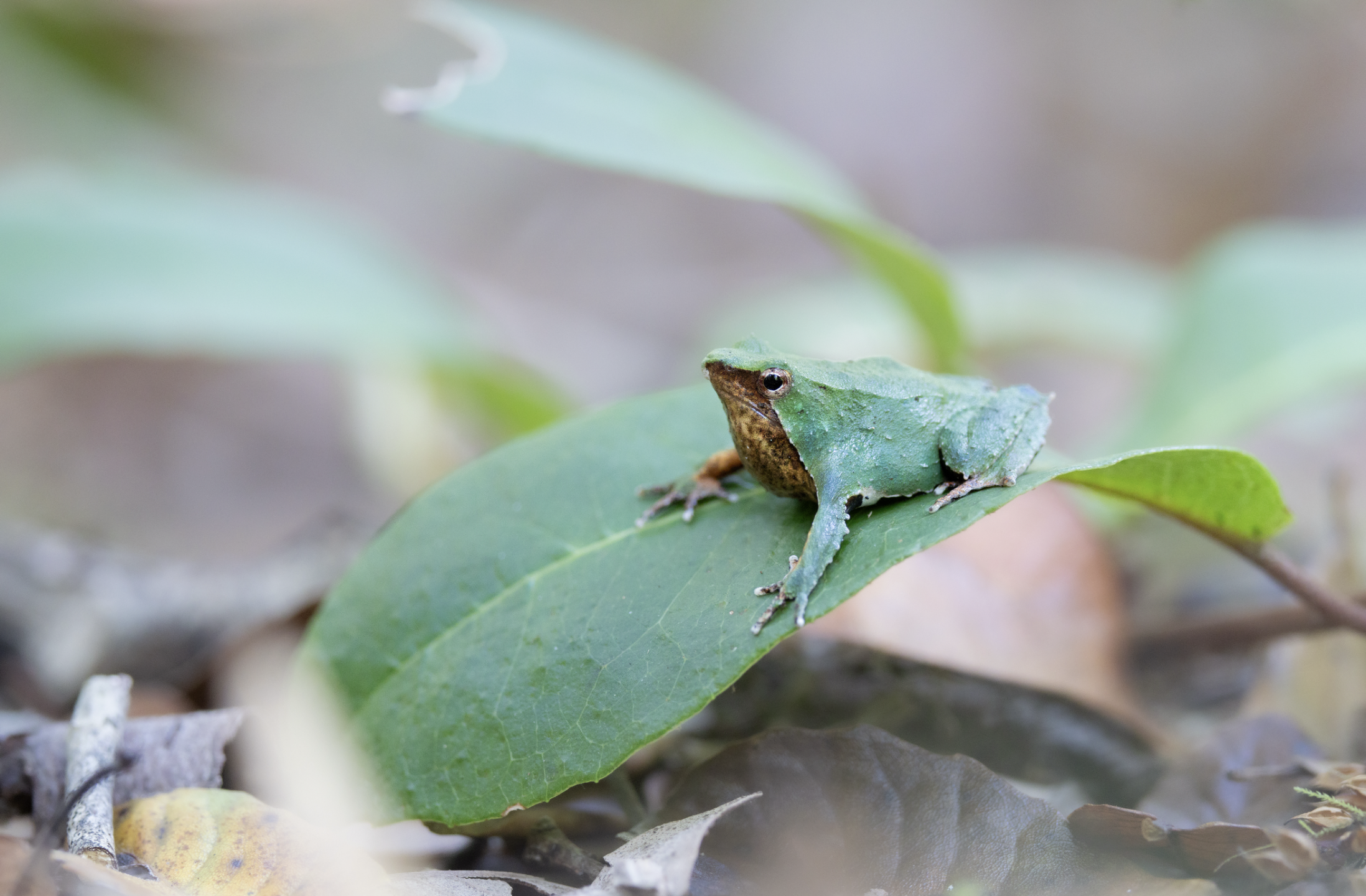 Imagen foto_00000001