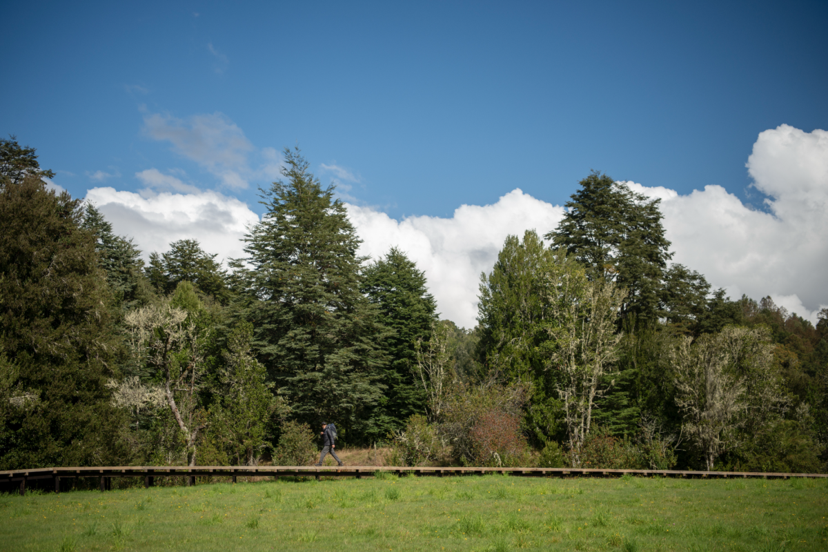 <p>Un día en el legado verde de los Luksic: ciencia, insectos y árboles centenarios</p>