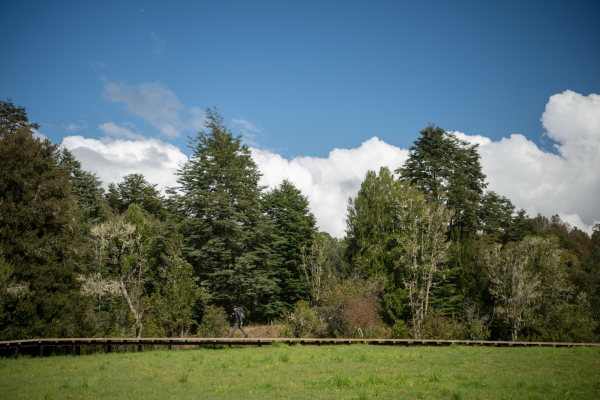 <p>Un día en el legado verde de los Luksic: ciencia, insectos y árboles centenarios</p>