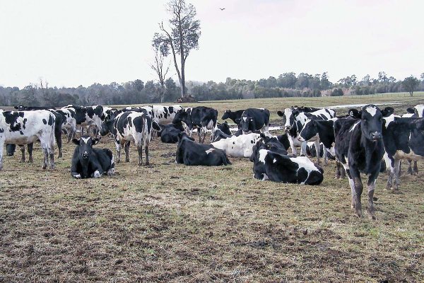 Consorcio Lechero proyecta que Chile dejaría de ser un importador neto de lácteos en una década
