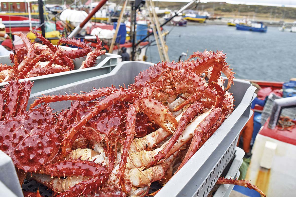 <p>Colusión de la centolla: FNE exhibe expediente con más de 1.900 archivos y defensas cuestionan alcance de la evidencia</p>