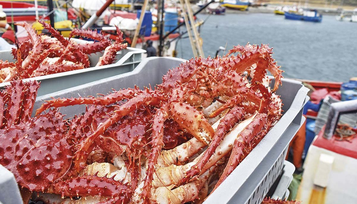 Colusión de la centolla: FNE exhibe expediente con más de 1.900 archivos y defensas cuestionan alcance de la evidencia