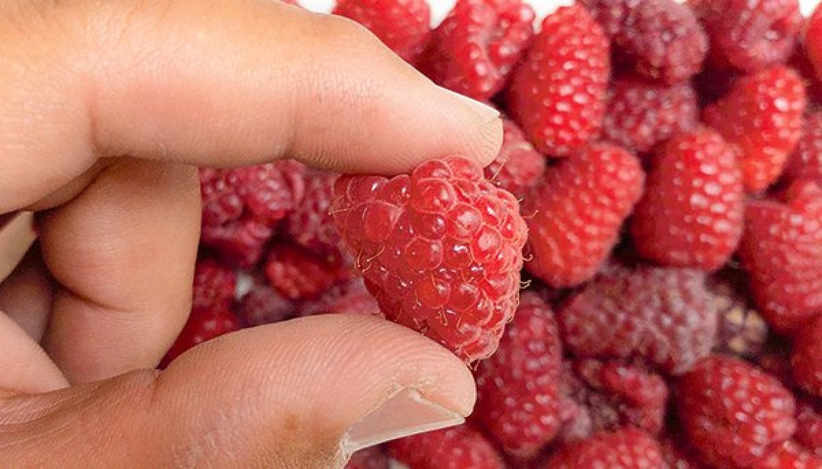 <p>Qué es "El Niño Godzilla" y por qué tiene en alerta a los productores de berries desde el Maule hasta el Biobío</p>