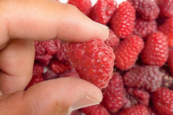 <p>Qué es "El Niño Godzilla" y por qué tiene en alerta a los productores de berries desde El Maule al Biobío</p>