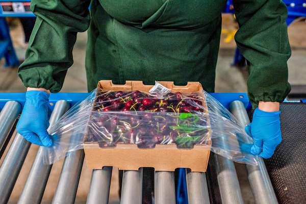 Cerezas bajo ajuste: más del 25% de las plantaciones podría salir del negocio por sobreoferta en China