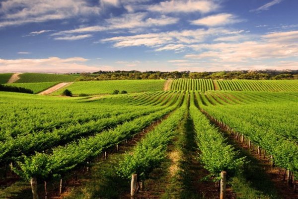 <p>Bodega chilena líder en vino fino a granel revela complejo escenario financiero ante caída de consumo, baja de precios y alza de costos</p>