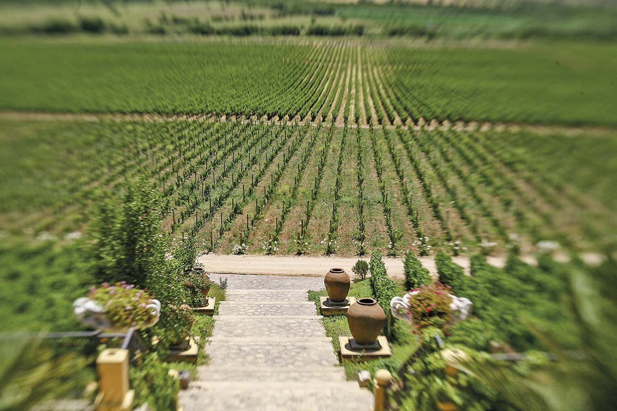 <p>Bodega chilena líder en vino fino a granel revela complejo escenario financiero ante caída de consumo, baja de precios y alza de costos</p>