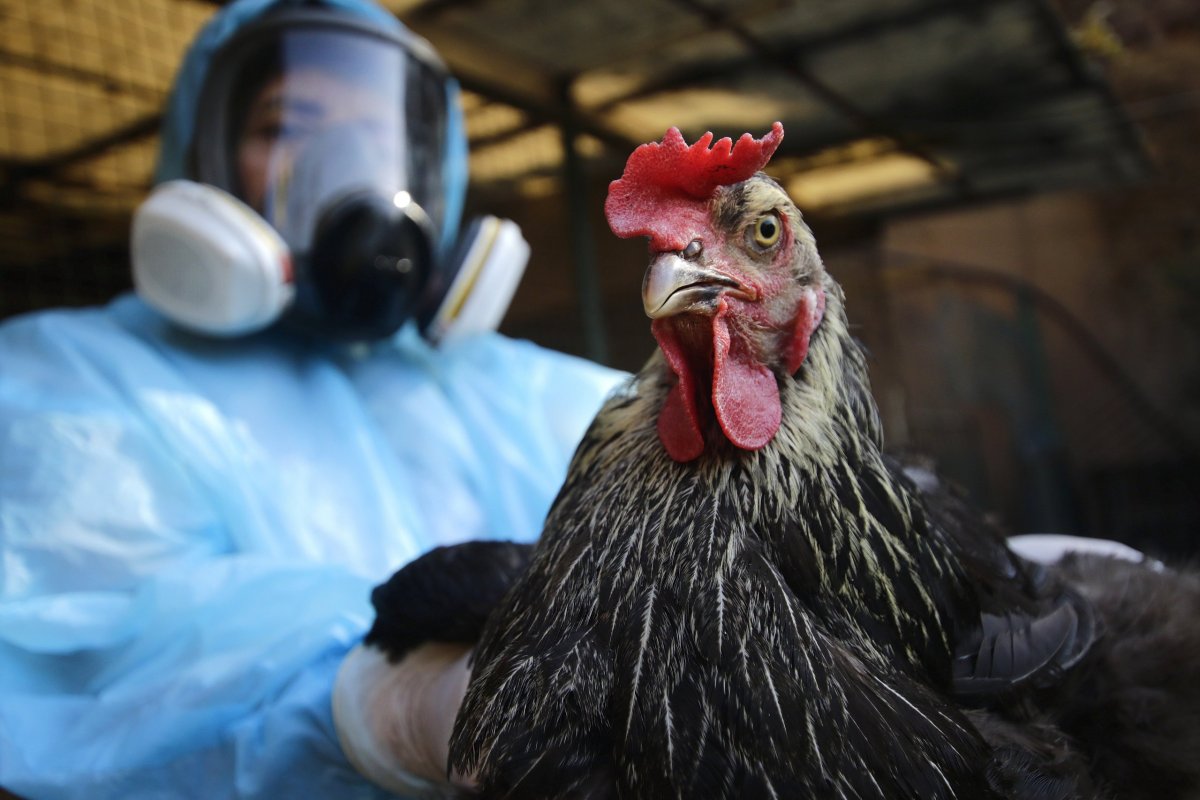 <p>SAG decreta emergencia sanitaria en Biobío tras detección de primer caso de gripe aviar en Arauco</p>