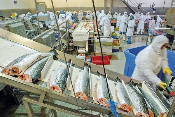 Tribunal Ambiental deja en estudio causa para revertir calificación favorable de proyecto que cuadruplica producción de Invermar en Calbuco