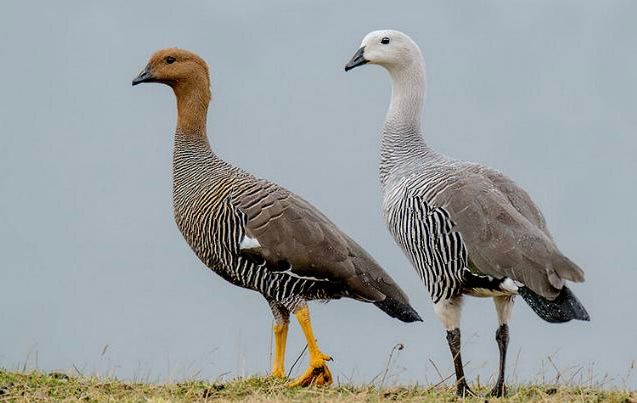 Senapred declara Alerta Temprana Preventiva en Aysén tras detección de primer caso de influenza aviar en la región
