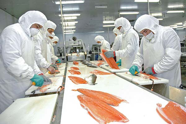 <p>Industria del salmón concentró más de 90% de las exportaciones de la Región de Los Lagos en el primer trimestre, con envíos por más US$ 1.900 millones</p>