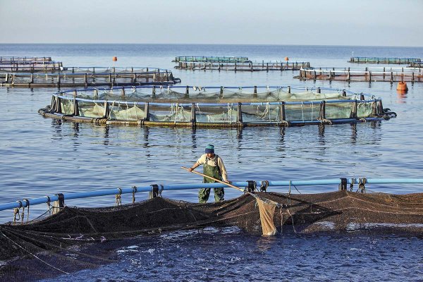 Pequeñas relocalizaciones de salmoneras se eximirían de pasar por evaluación ambiental