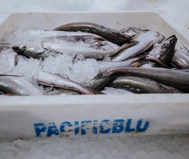 <p>PacificBlu certifica sustentabilidad en pesca industrial de la merluza común y abre acceso a nuevos mercados internacionales</p>