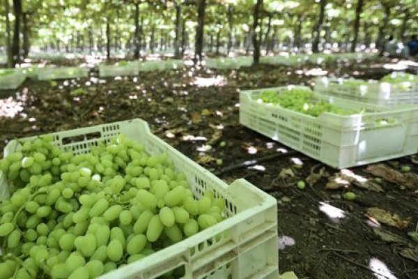 <p>La alerta de la compañía figura en su solicitud de reorganización judicial, a la que tuvo acceso Diario Financiero.</p>