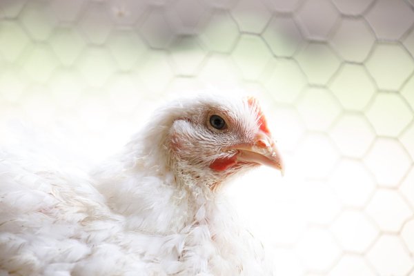 <p>La autoridad china justificó la medida alegando la necesidad de proteger su industria ganadera y la bioseguridad. (Foto: Bloomberg)</p>