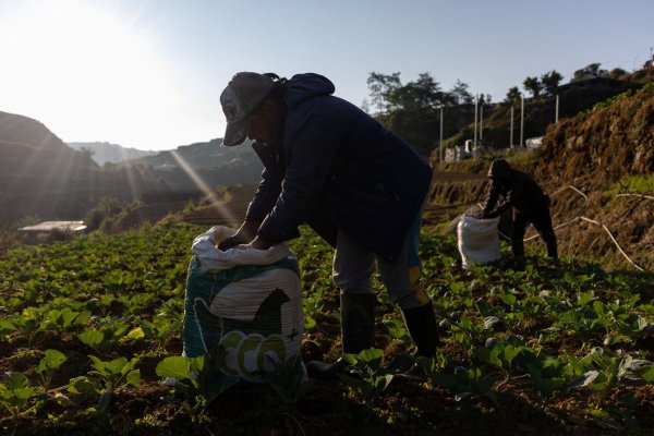 <p>La escasez de fertilizantes y el bloqueo de Ormuz probablemente afectará al rendimiento de las cosechas a finales de este año. (Foto: Reuters)</p>