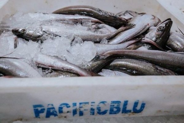 <p>PacificBlu certifica sustentabilidad en pesca industrial de la merluza común y abre acceso a nuevos mercados internacionales</p>