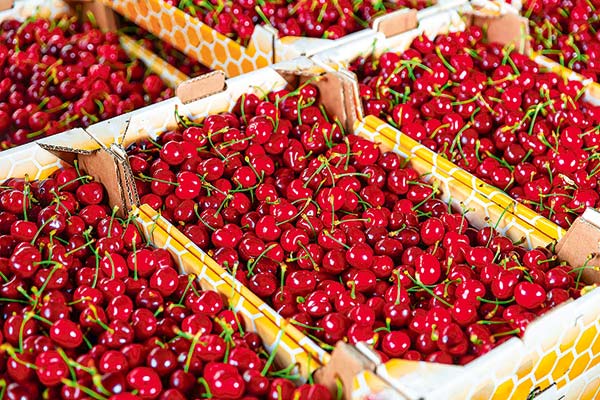 Cerezas chilenas: ante exceso de oferta en China productores de Maule se vuelcan a Brasil en busca de nuevos mercados para absorber la producción