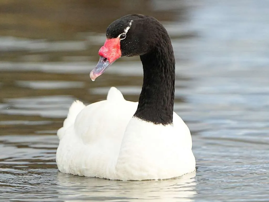 Por cisne contagiado, SAG declara alerta por Influenza Aviar en la Región de Los Lagos