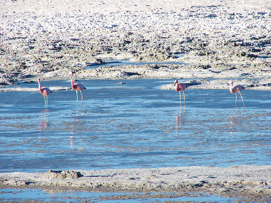 <p>Codelco ingresa proyecto de US$ 12 millones para explorar potencial de recursos de litio en sus pertenencias en el Salar de Pedernales</p>
