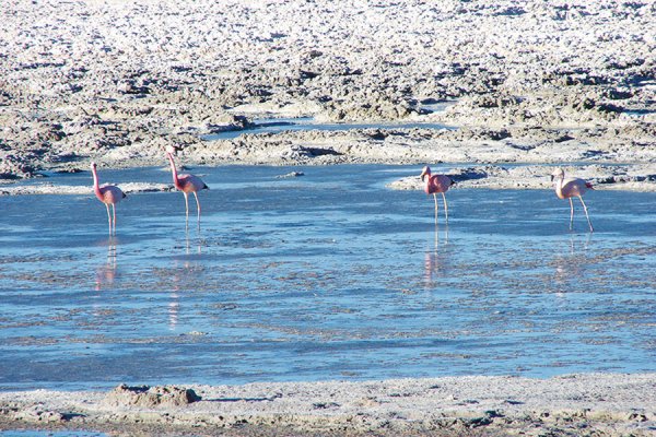 Codelco ingresa proyecto de US$ 12 millones para explorar potencial de recursos de litio en sus pertenencias en el Salar de Pedernales