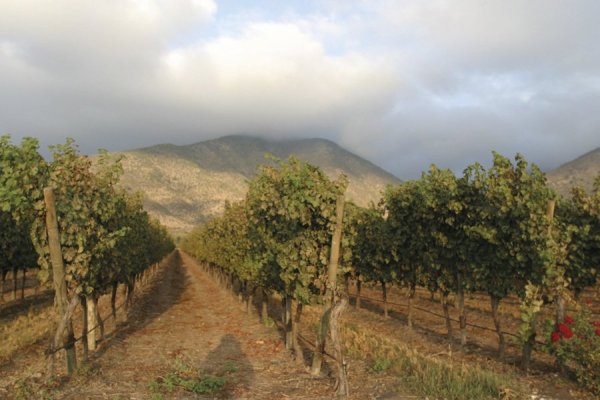 Ventas de Viña Santa Rita alcanzaron $ 30.606 millones el primer trimestre