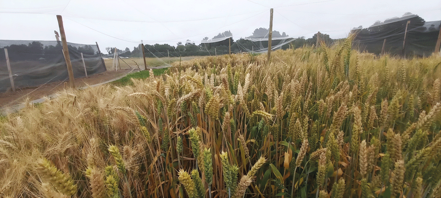 <p>Trigo alto en fibra de Neocrop Technologies. Foto: Neocrop Technologies</p>