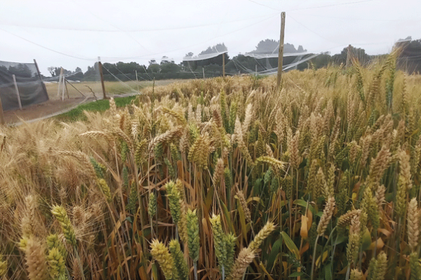 Trigo alto en fibra de Neocrop Technologies. Foto: Neocrop Technologies