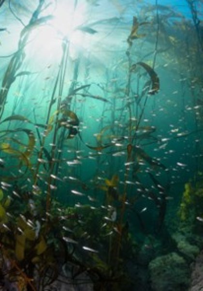 <p>Megatransecto Patagonia: el salto de Rewilding al mar</p>