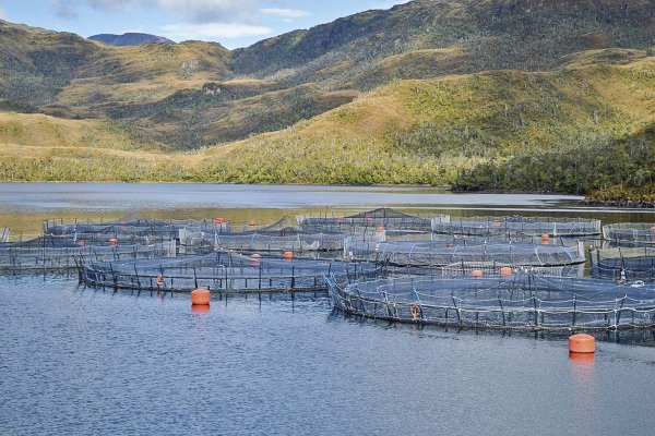 SalmonChile apuesta a exportaciones de US$ 10 mil millones si cambios normativos logran destrabar a la industria
