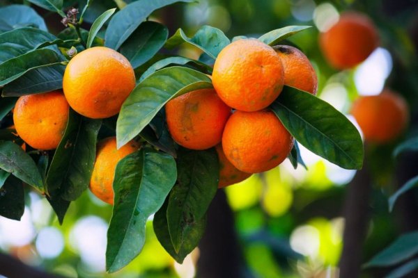 <p>Plantaciones de mandarinas se consolidan en Coquimbo, pero brechas técnicas frenan competitividad exportadora</p>