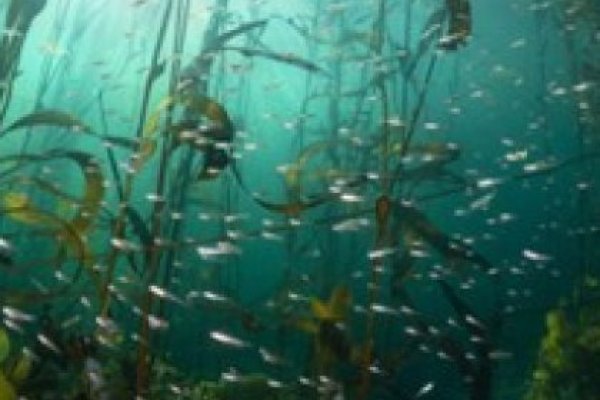 <p>Megatransecto Patagonia: el salto de Rewilding al mar</p>