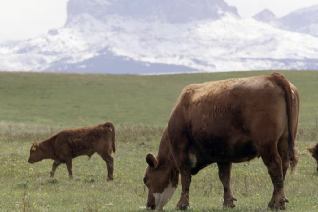 Productores de carne de res de Canadá afirman que el acuerdo comercial con Mercosur devastará la industria