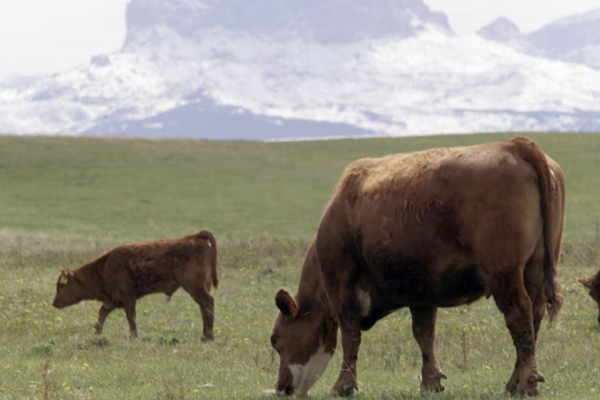 <p>Productores de carne de res de Canadá afirman que el acuerdo comercial con Mercosur devastará la industria</p>