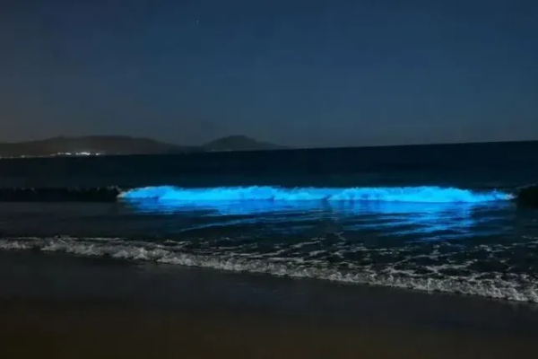 <p>Bioluminiscencia dispara turismo en Coquimbo: más de 2.400 vehículos llegan a Tongoy y Guanaqueros en fin de semana largo</p>