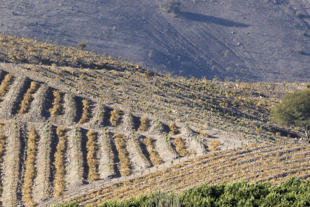 <p>Sequía, mosca de la fruta y combustibles: el triple golpe que tiene a los agricultores del Limarí al borde del colapso</p>