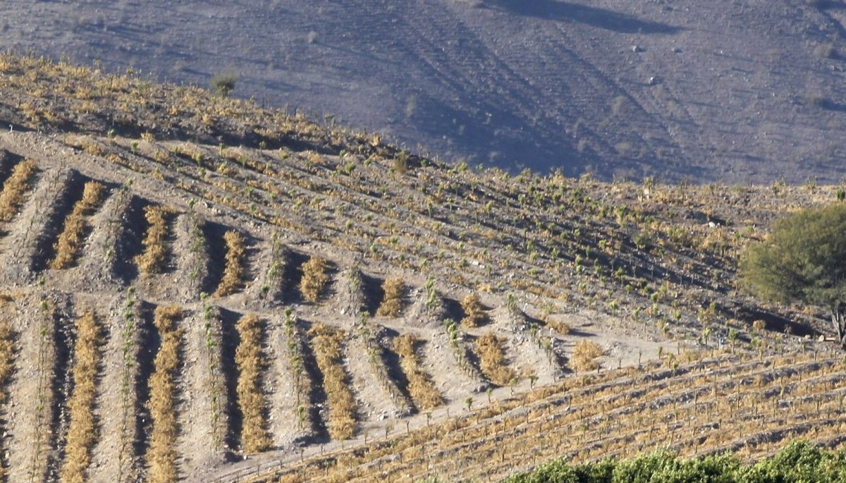 Sequía, mosca de la fruta y combustibles: el triple golpe que tiene a los agricultores del Limarí al borde del colapso
