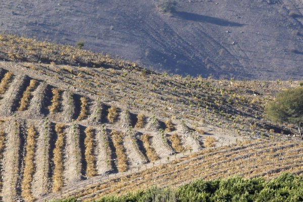 <p>Sequía, mosca de la fruta y combustibles: el triple golpe que tiene a los agricultores del Limarí al borde del colapso</p>