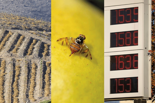 <p>El triple golpe que tiene a los agricultores del Limarí al borde del colapso: sequía, mosca de la fruta y combustibles</p>