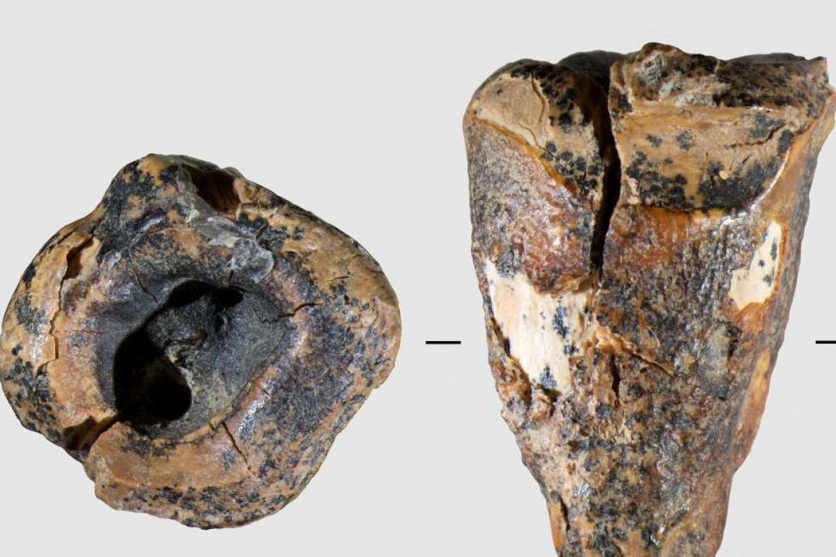 <p>Encuentran vestigios del trabajo del primer dentista neandertal hace 59 mil años</p>