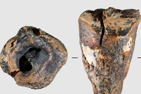 <p>Encuentran vestigios del trabajo del primer dentista neandertal hace 59 mil años</p>