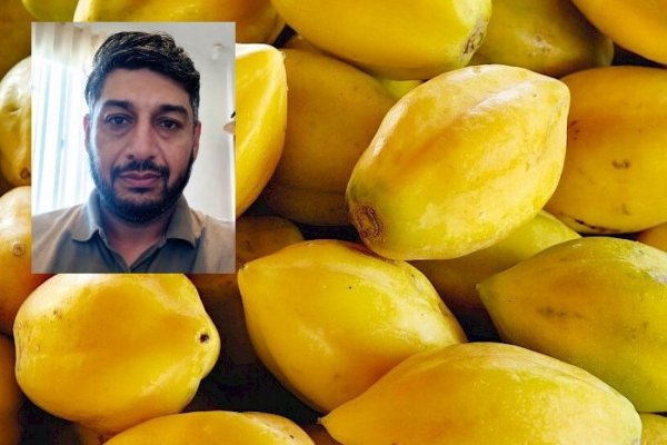 <p>Superficie para cultivo de papayas cae 50% en una década en Coquimbo y advierten que declive seguiría profundizándose</p>